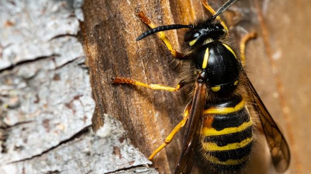 Avispa sobre un tronco de madera durante una retirada de avispas y nidos en León