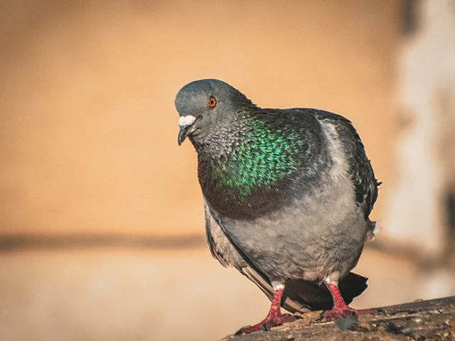 Paloma posada en un edificio de León, la especie causante de la mayoría de plagas urbanas de aves