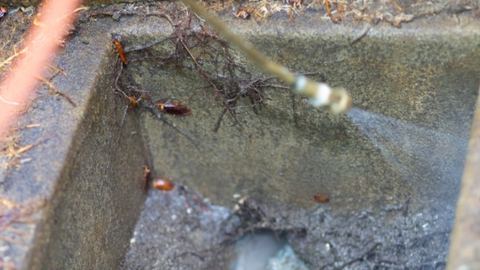 Interior de una arqueta de saneamiento tratada con pulverizador, con cucarachas visibles en Control de Plagas León