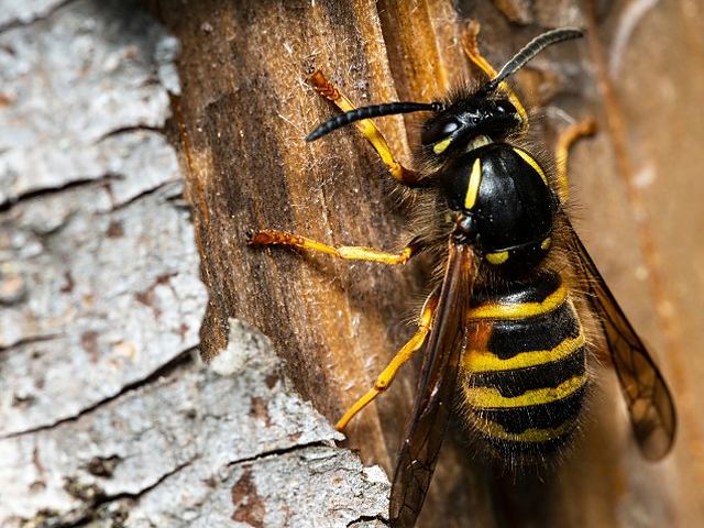 Avispa sobre un tronco de madera en Control de Plagas León