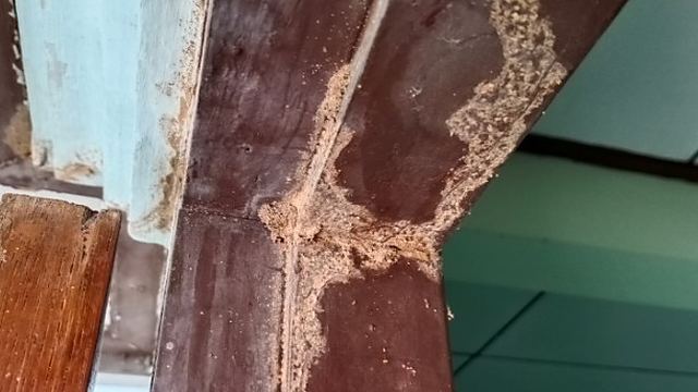 Viga de madera con galerías y daño visible de termitas durante un tratamiento contra termitas y carcoma en León Viga de madera con galerías y daño visible de termitas durante un tratamiento contra termitas y carcoma en León