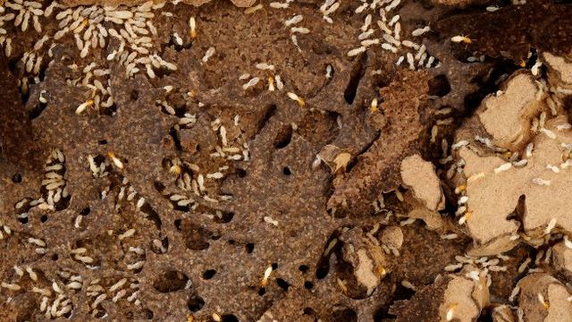 Termitas sobre madera con orificios de alimentación durante un tratamiento contra termitas y carcoma en León Termitas sobre madera con orificios de alimentación durante un tratamiento contra termitas y carcoma en León